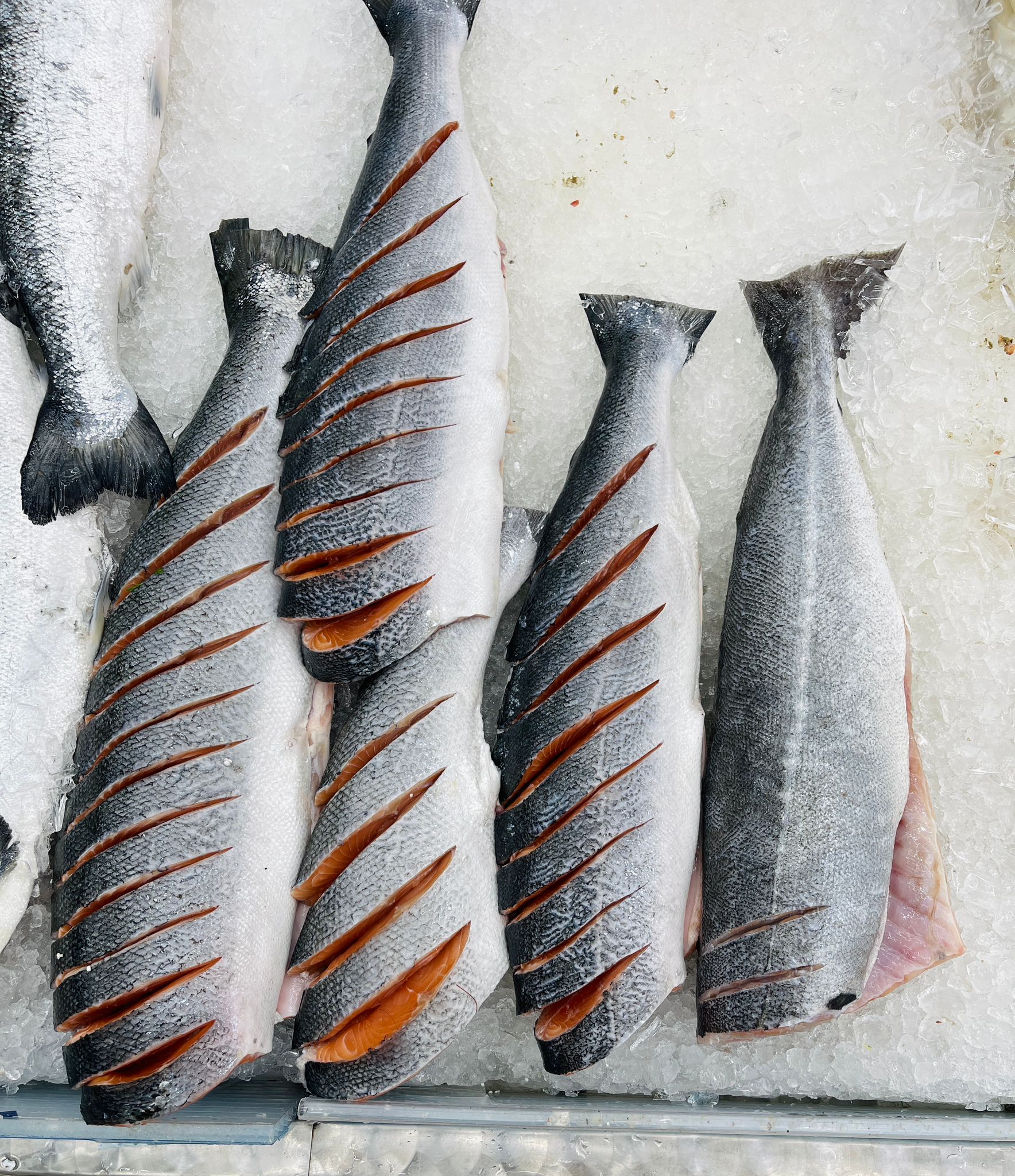 Salmon