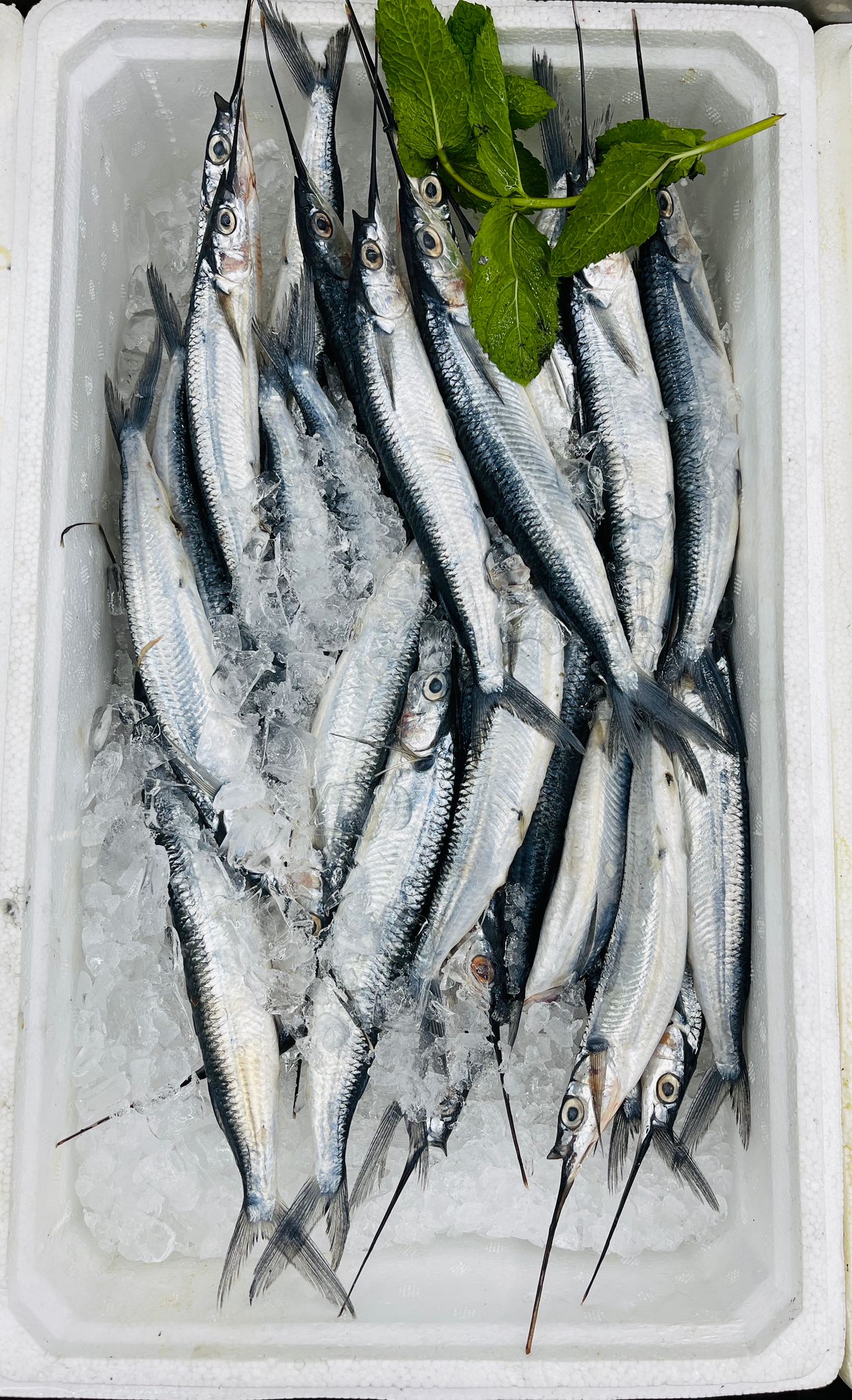 Sardines