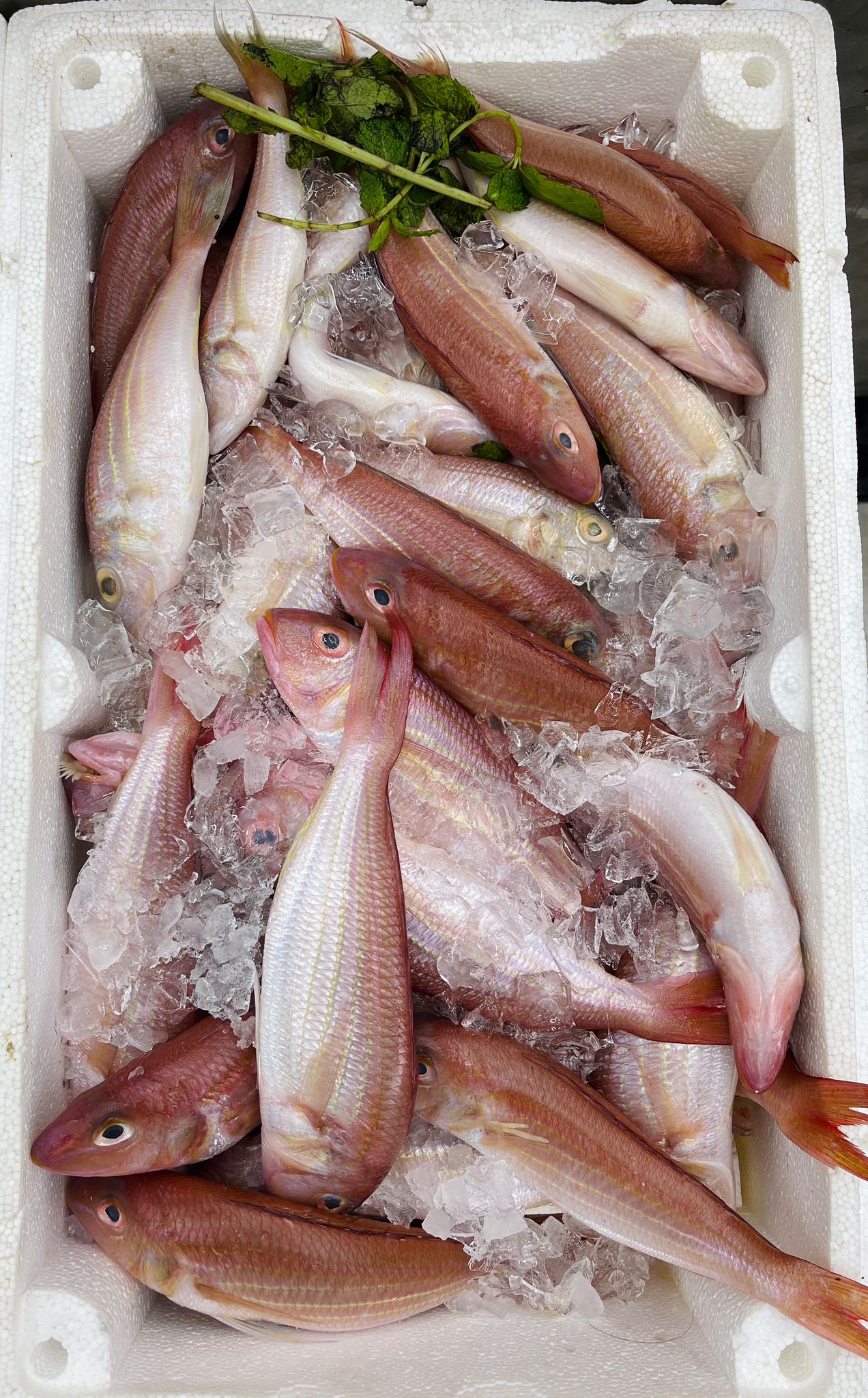 Fish Counter 4