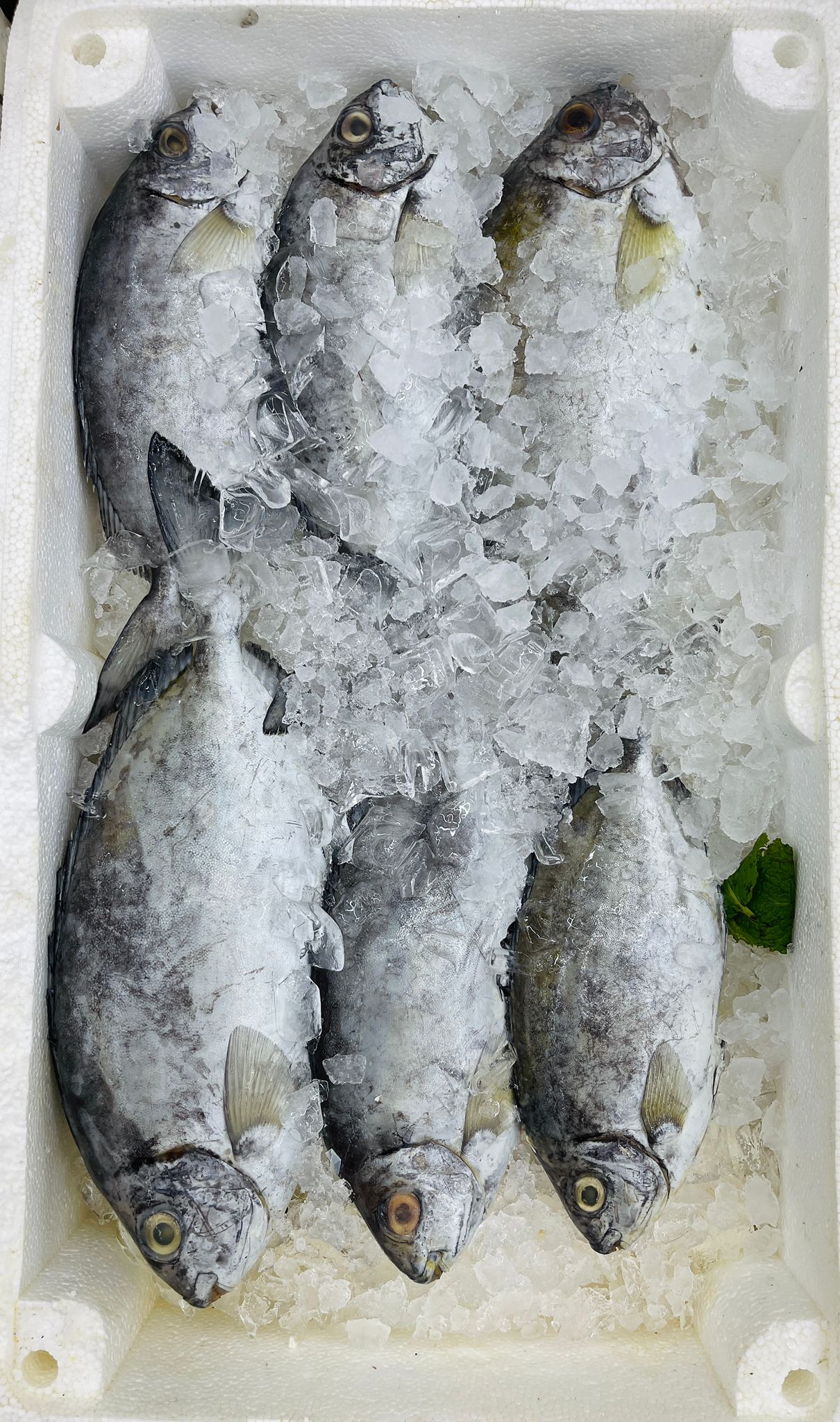Fish Display 1