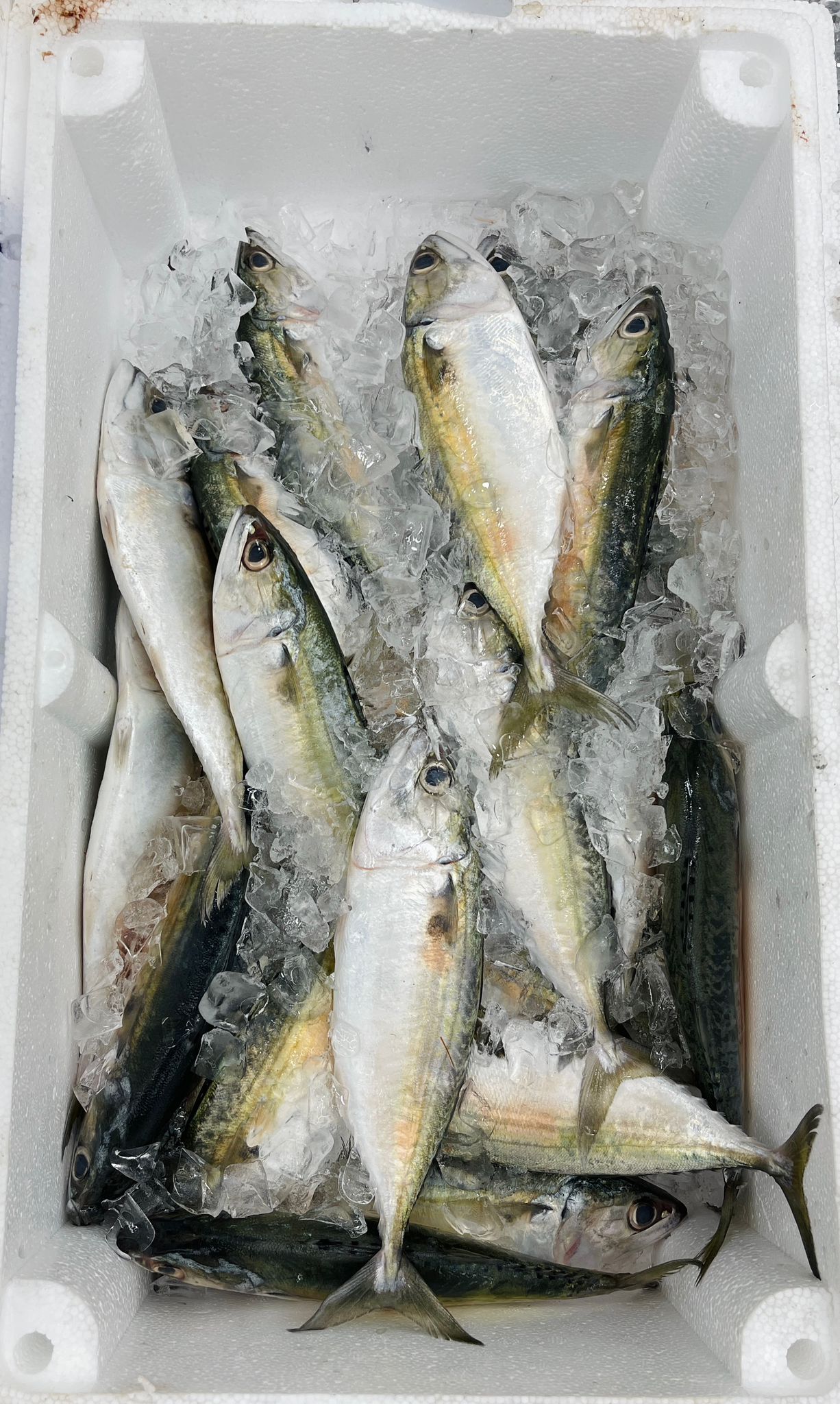 Indian Mackerel