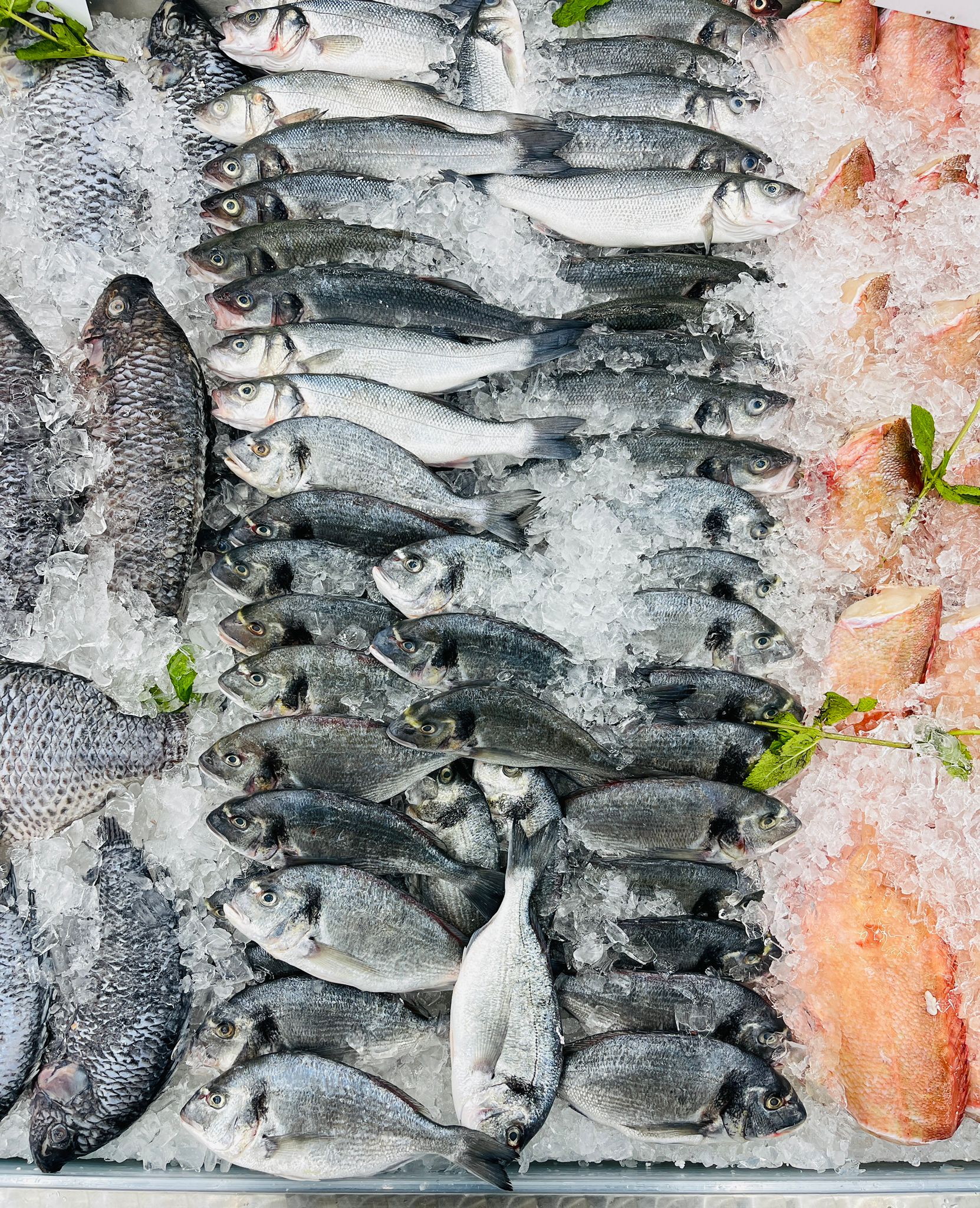 Sea bream